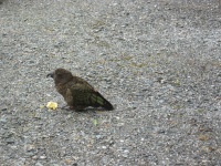 Dont feed the Kea.jpg
